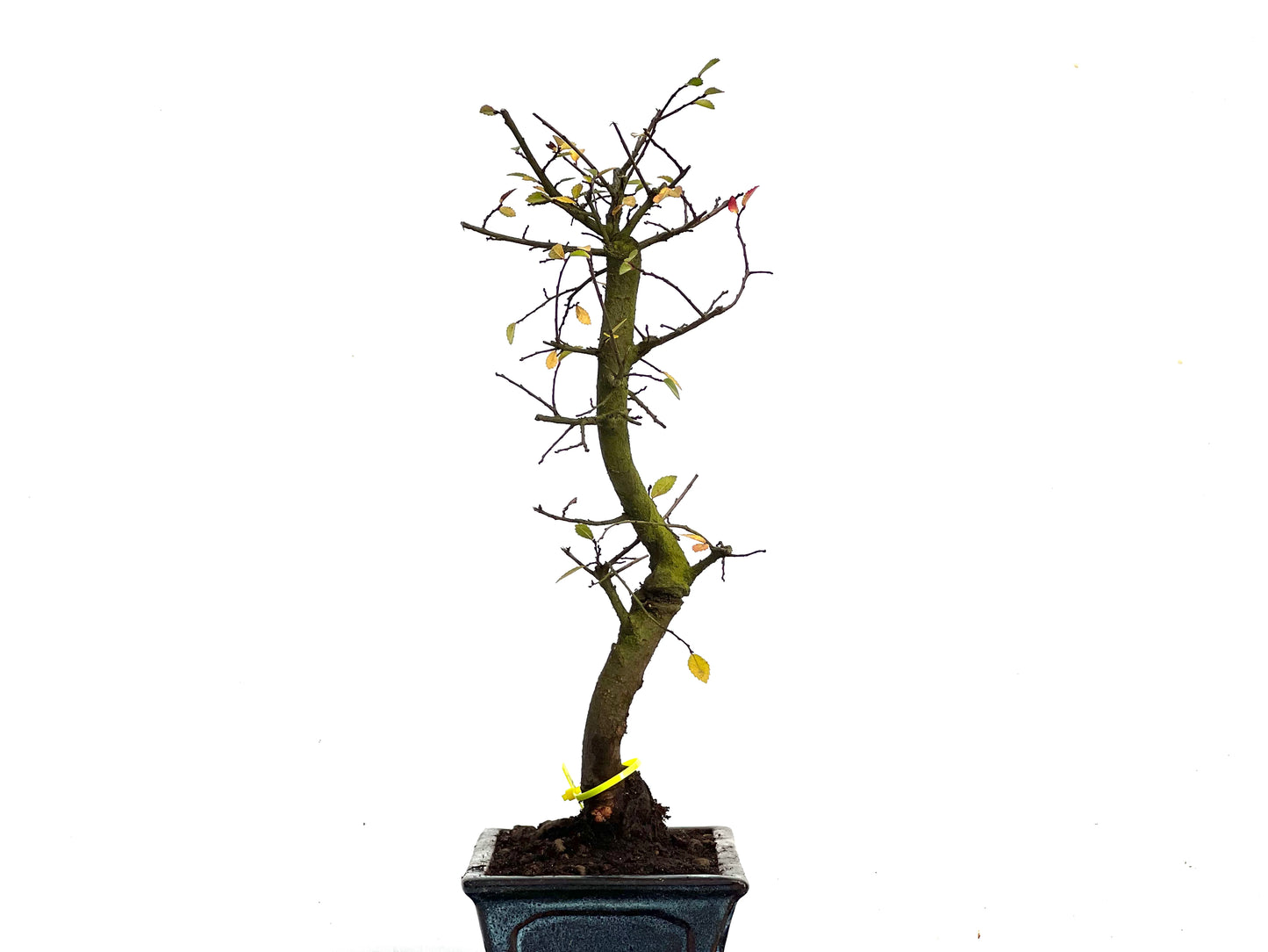 Ulmus Parvifolia 3451