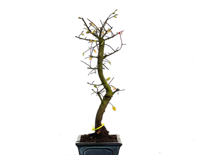 Ulmus Parvifolia 3451