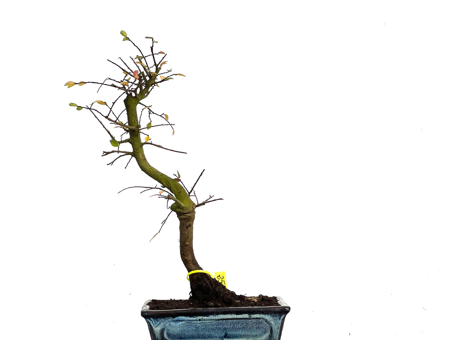 Ulmus Parvifolia 3451