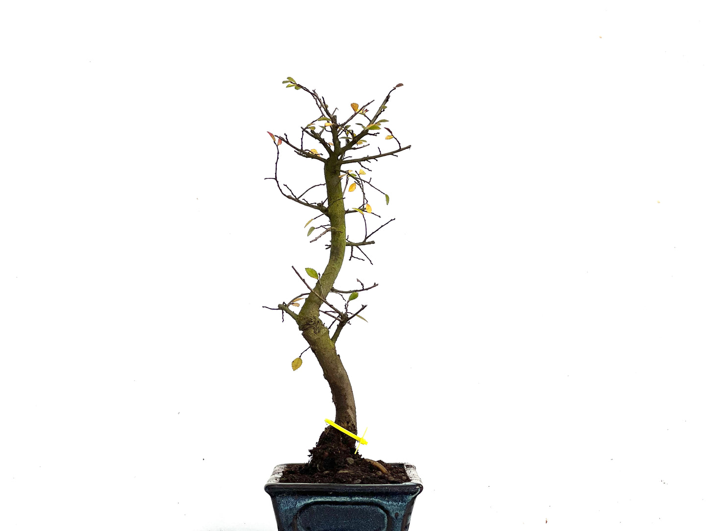 Ulmus Parvifolia 3451