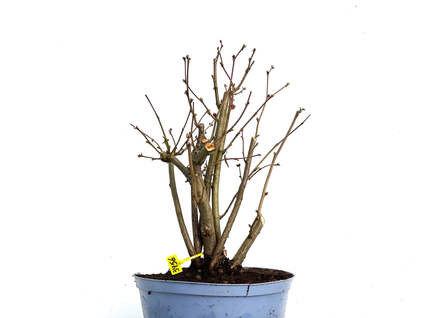 Corylus 3456