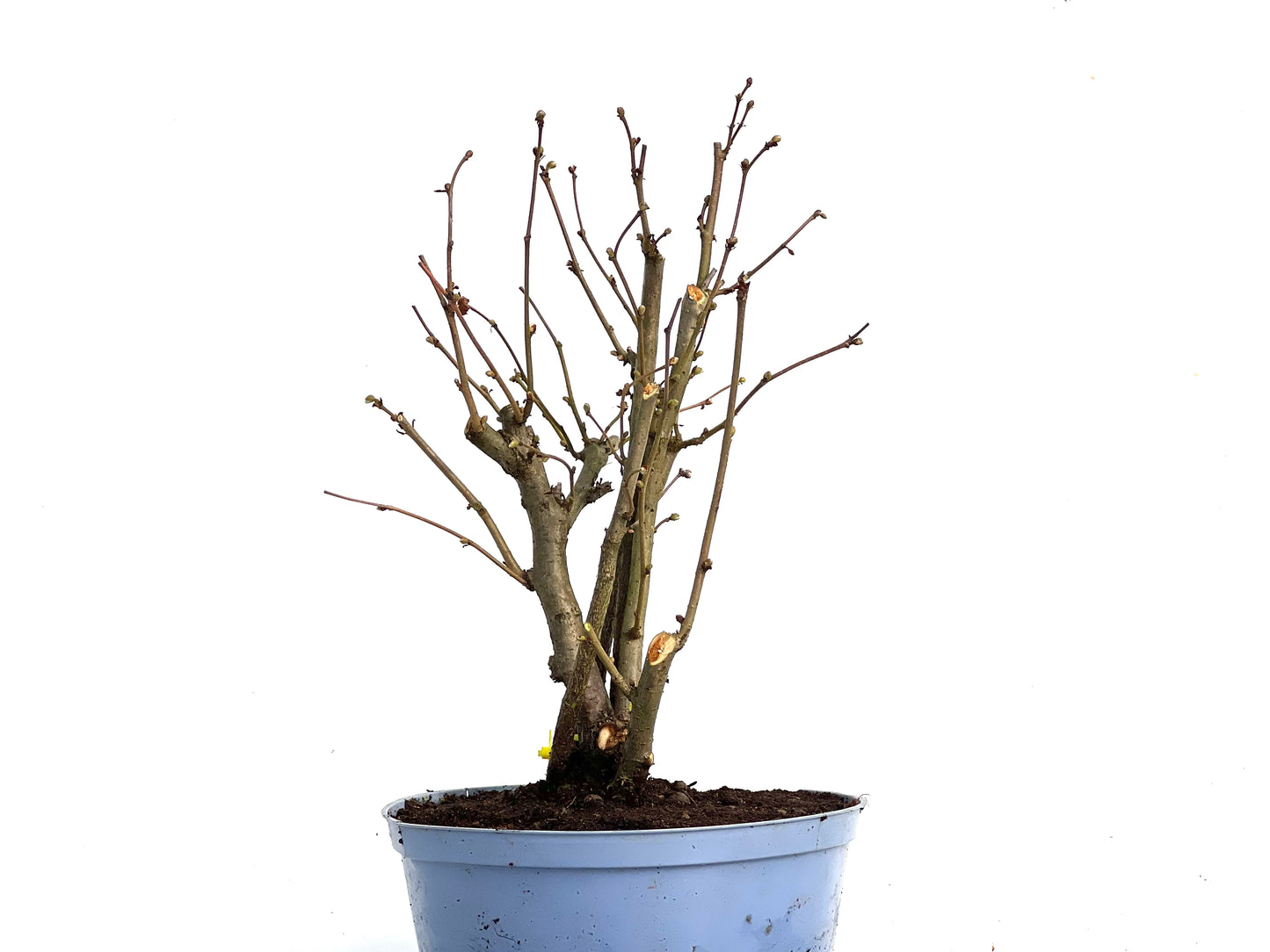 Corylus 3456