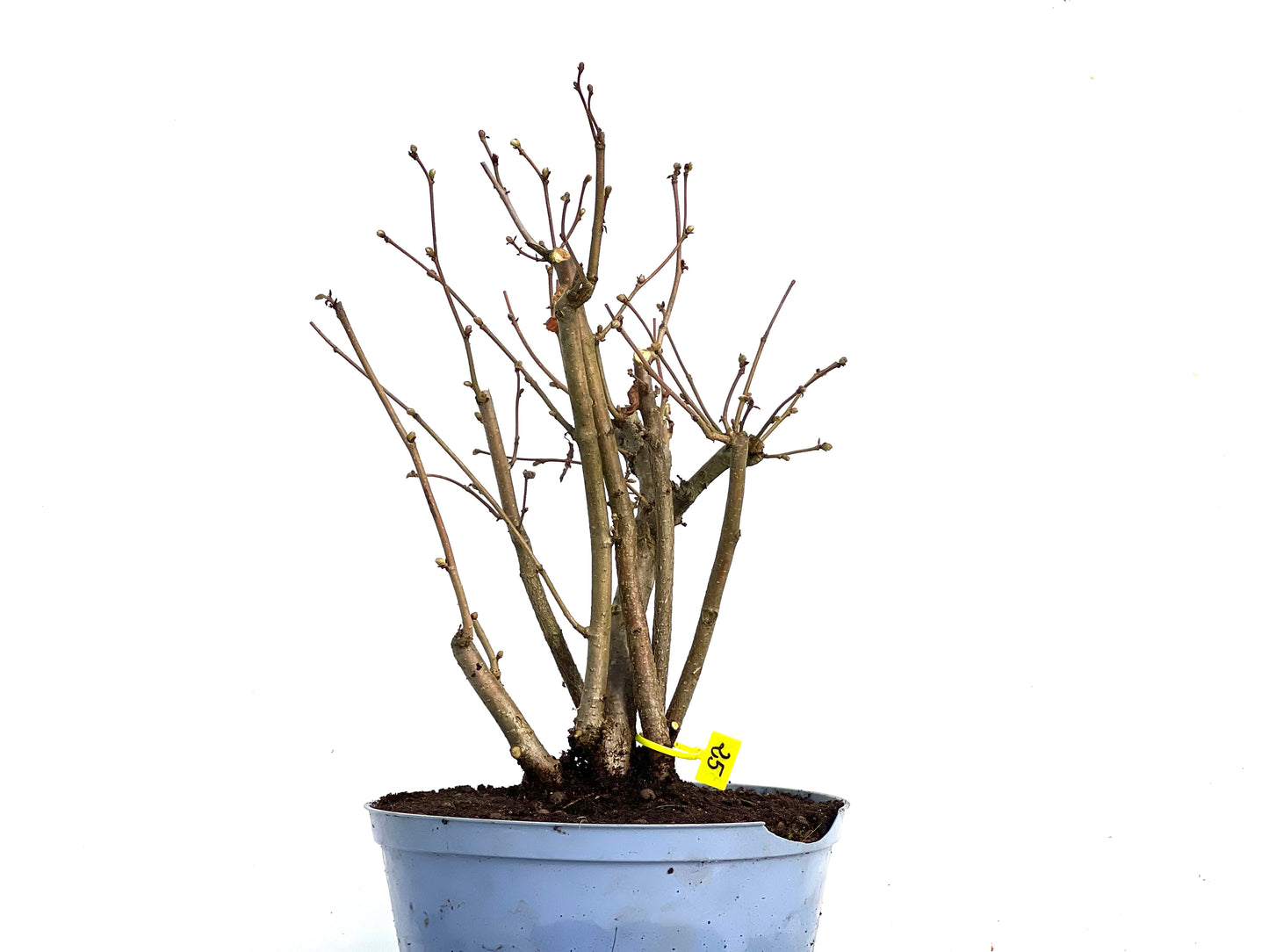 Corylus 3456