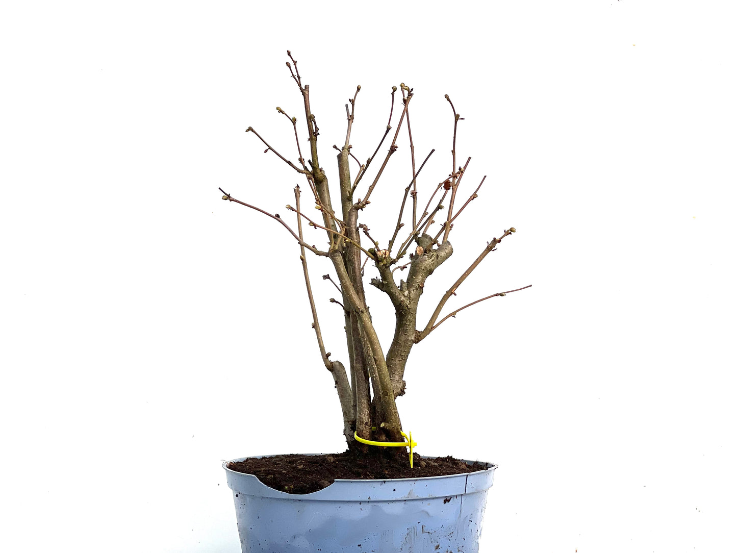 Corylus 3456