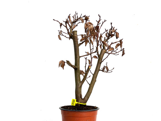 Carpinus Betulus 3450