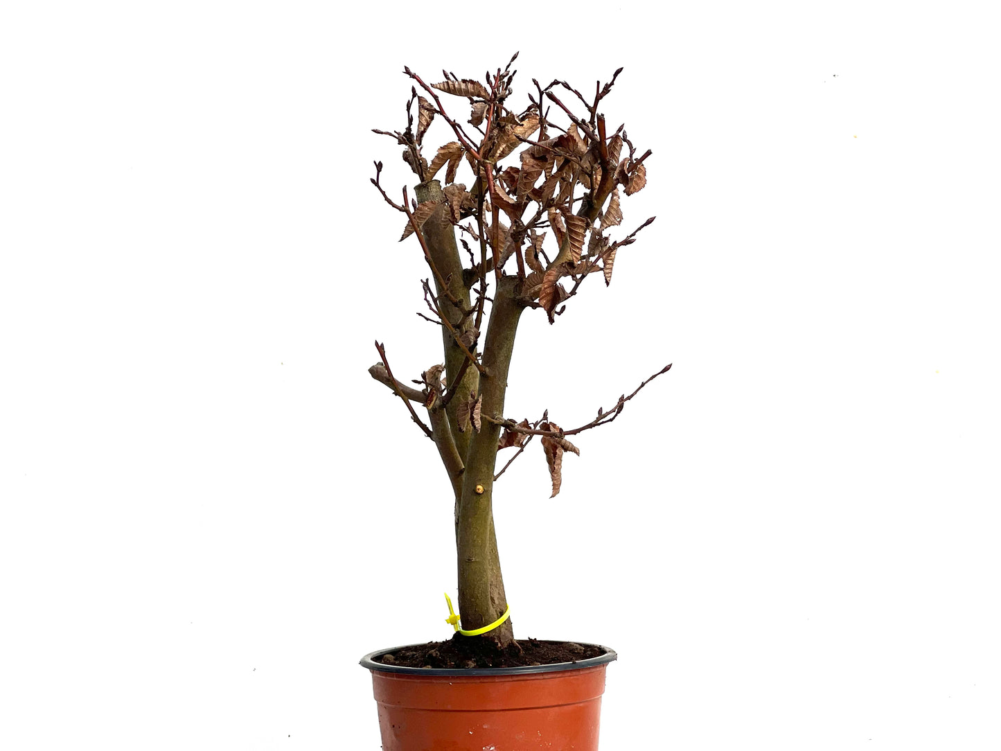 Carpinus Betulus 3450