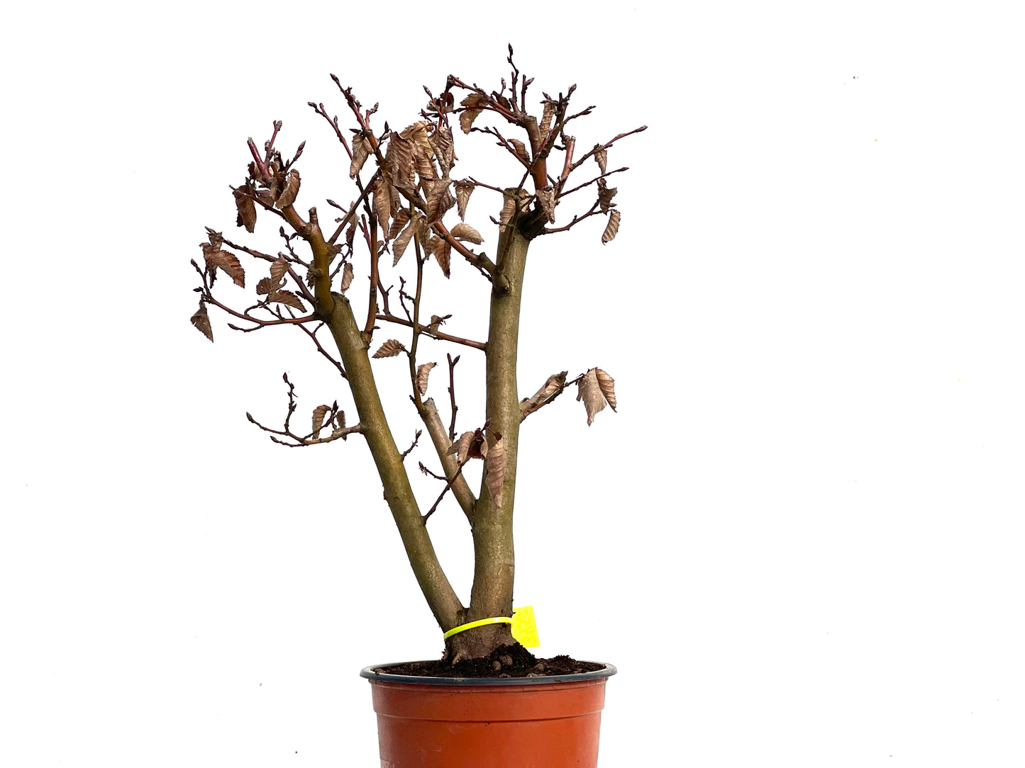 Carpinus Betulus 3450