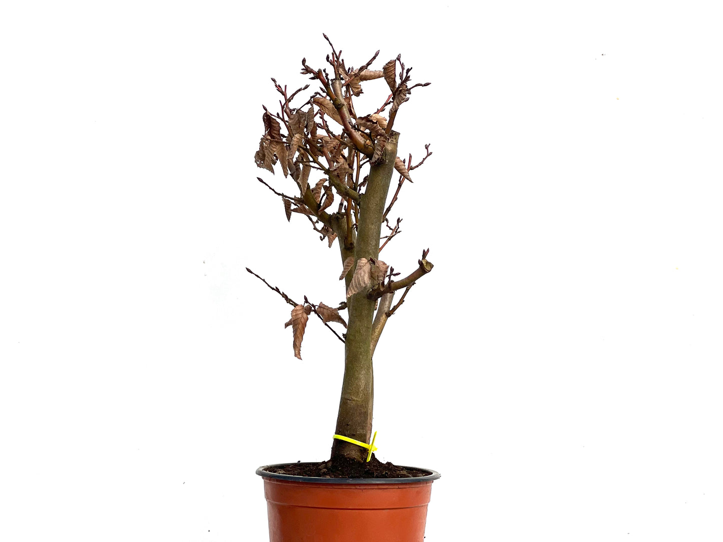 Carpinus Betulus 3450
