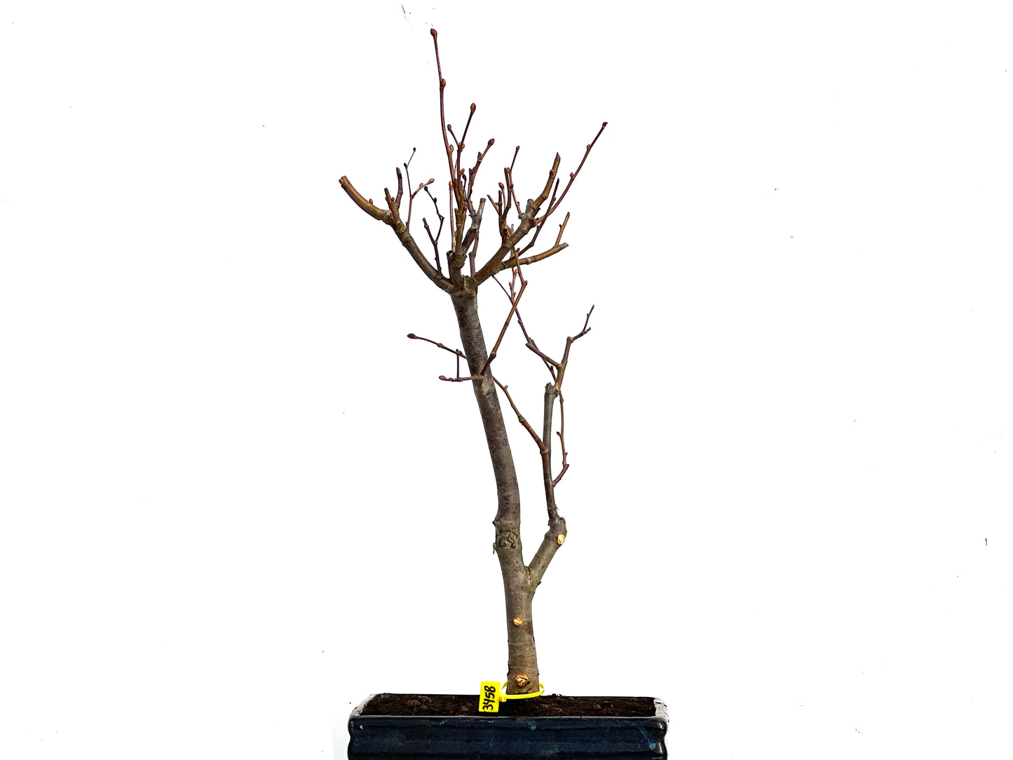 Tilo Cordata 3458