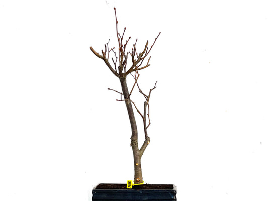 Tilo Cordata 3458
