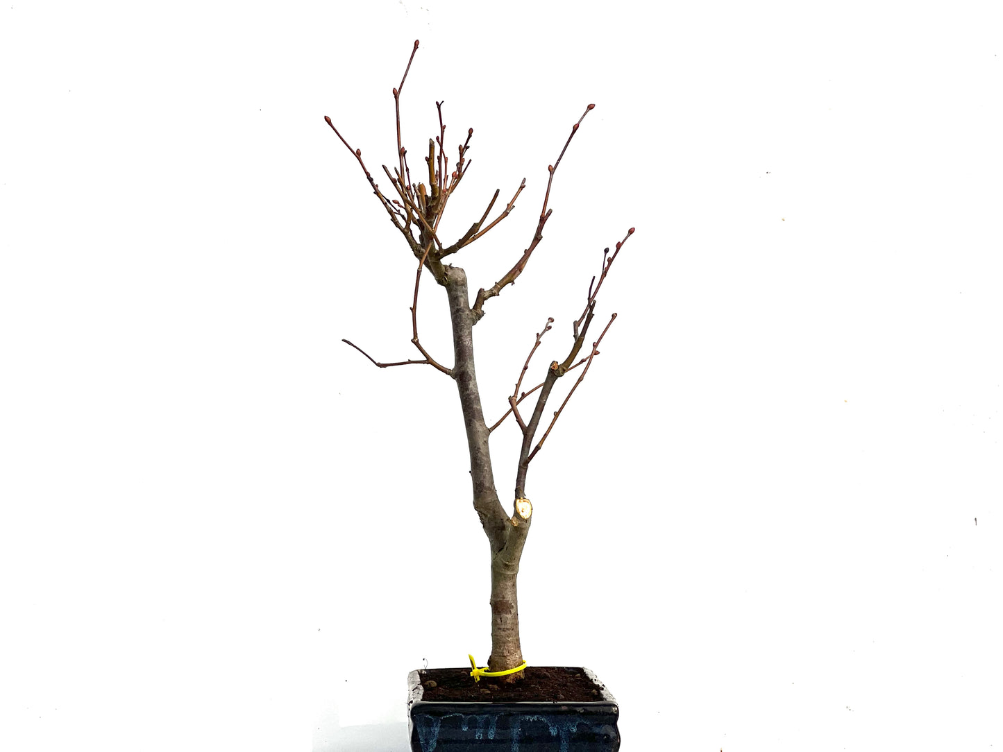Tilo Cordata 3458