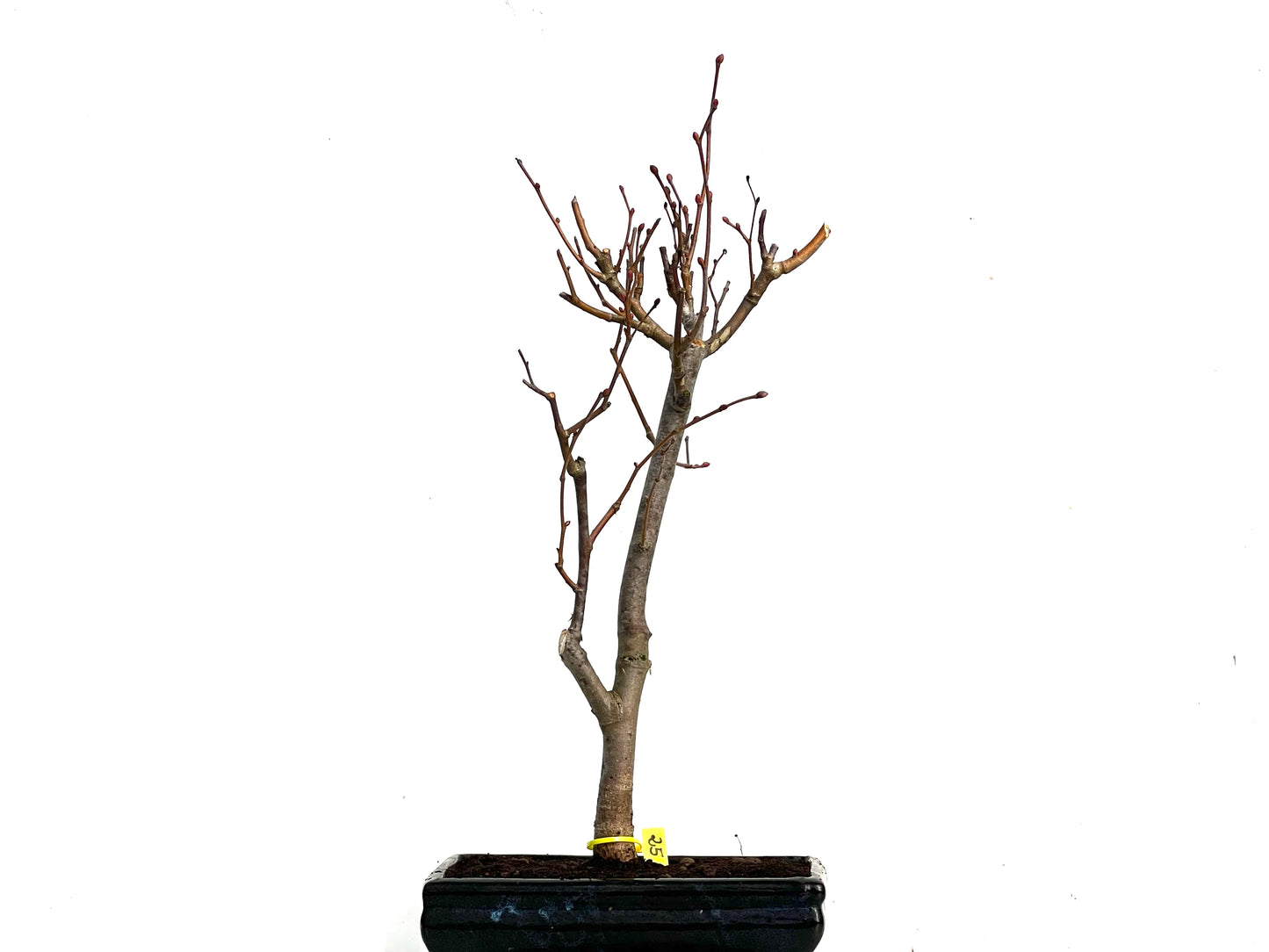 Tilo Cordata 3458