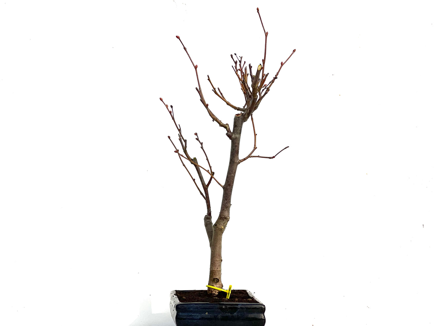 Tilo Cordata 3458