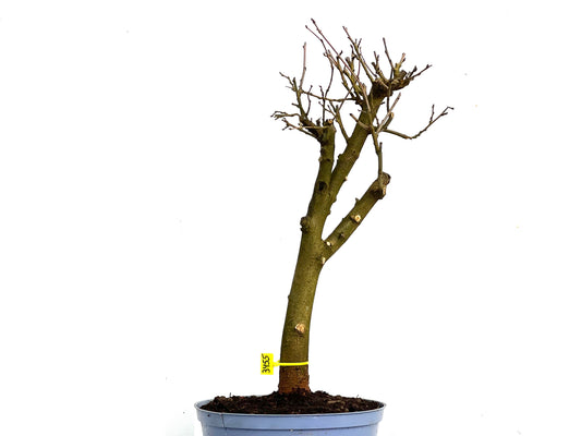Morus Alba 3455