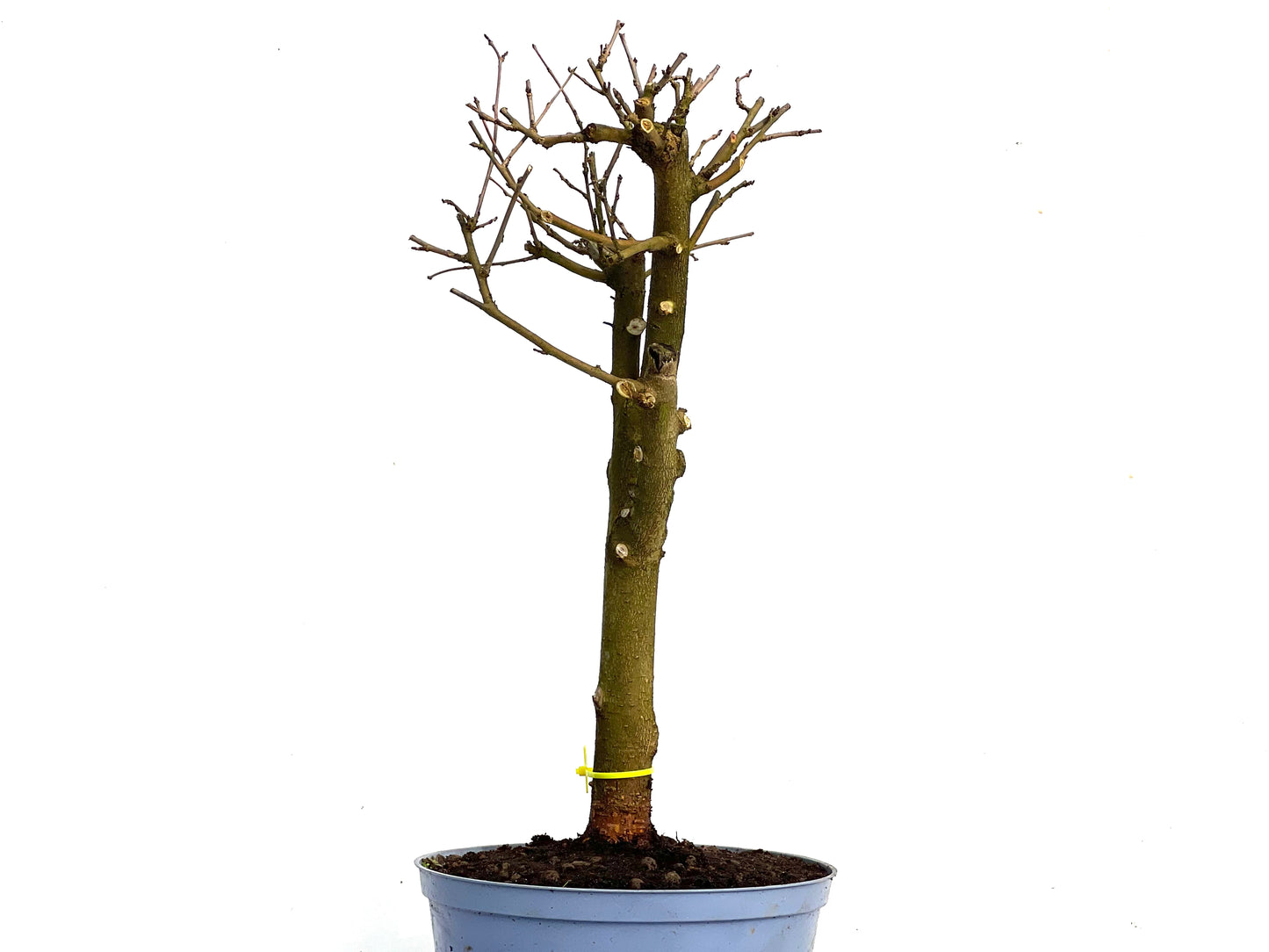 Morus Alba 3455