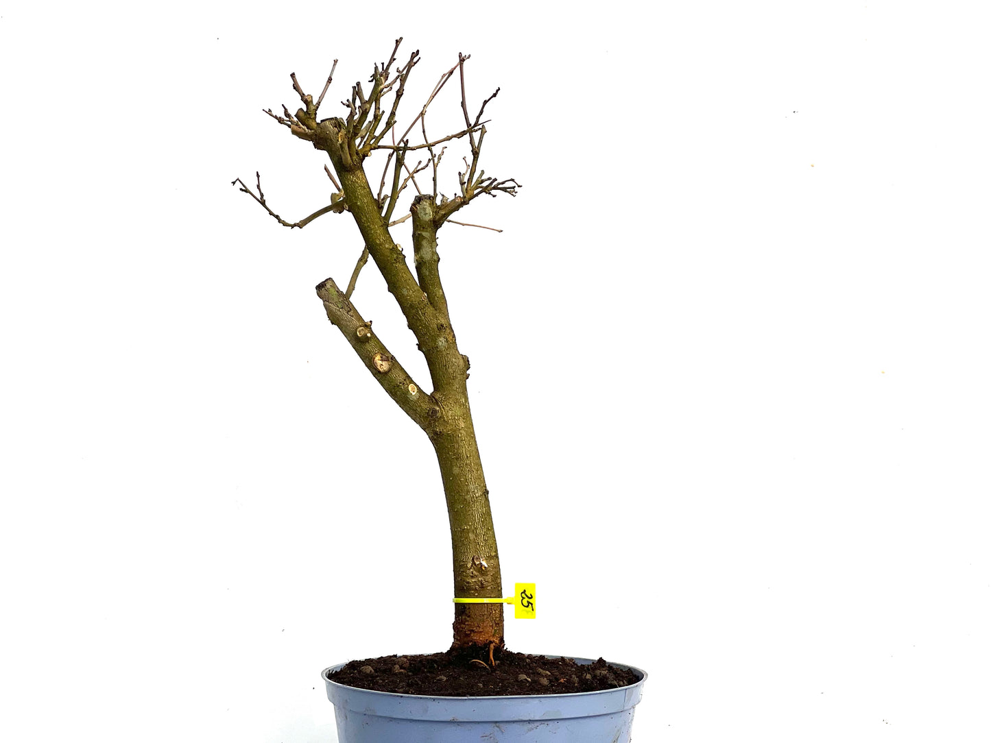 Morus Alba 3455