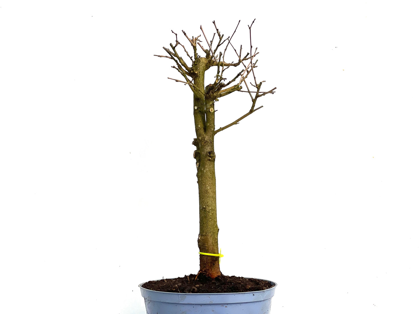 Morus Alba 3455