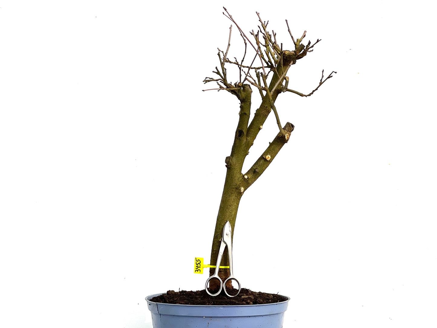 Morus Alba 3455