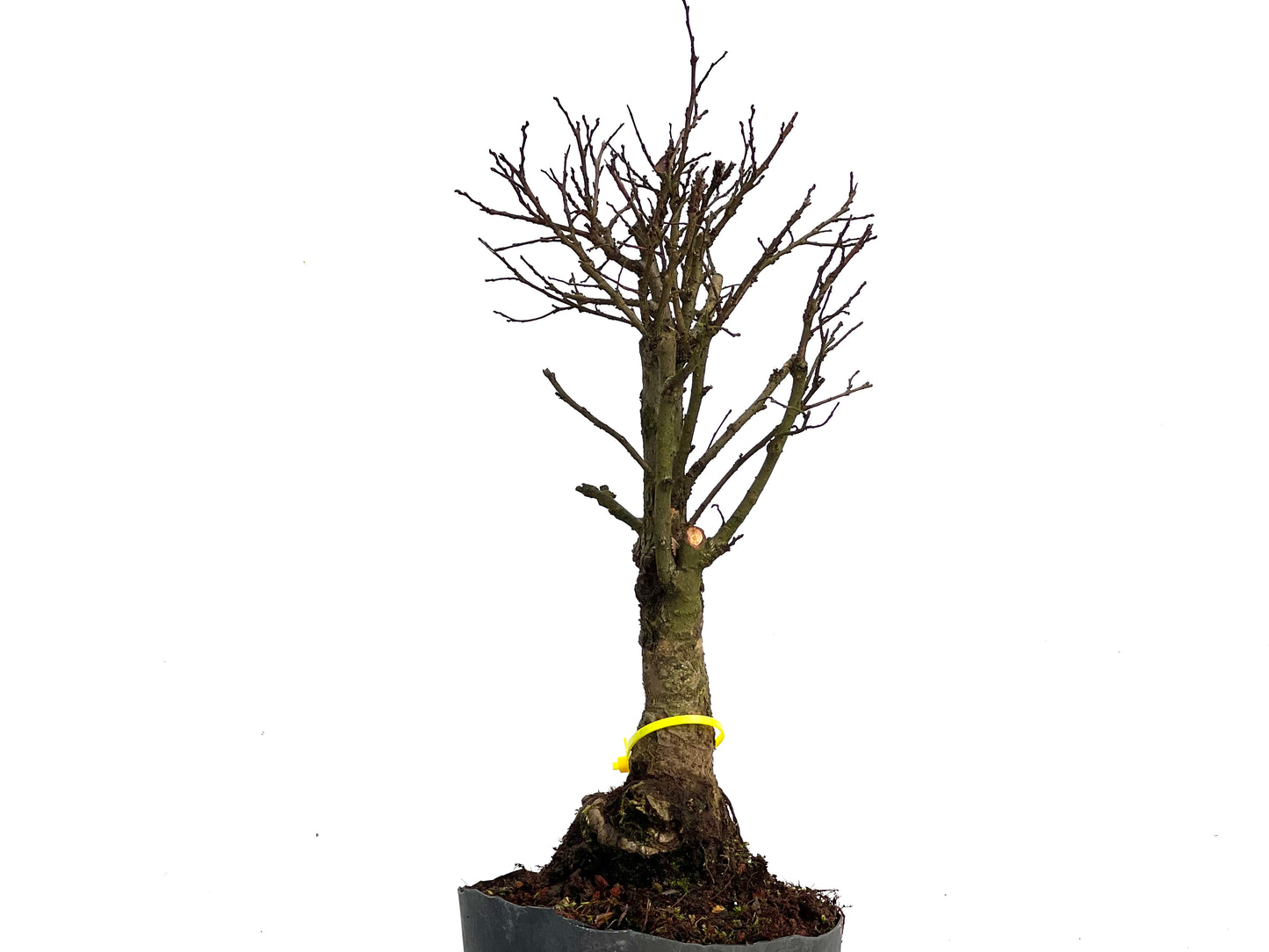 Olmo Nire Keyaki 3457