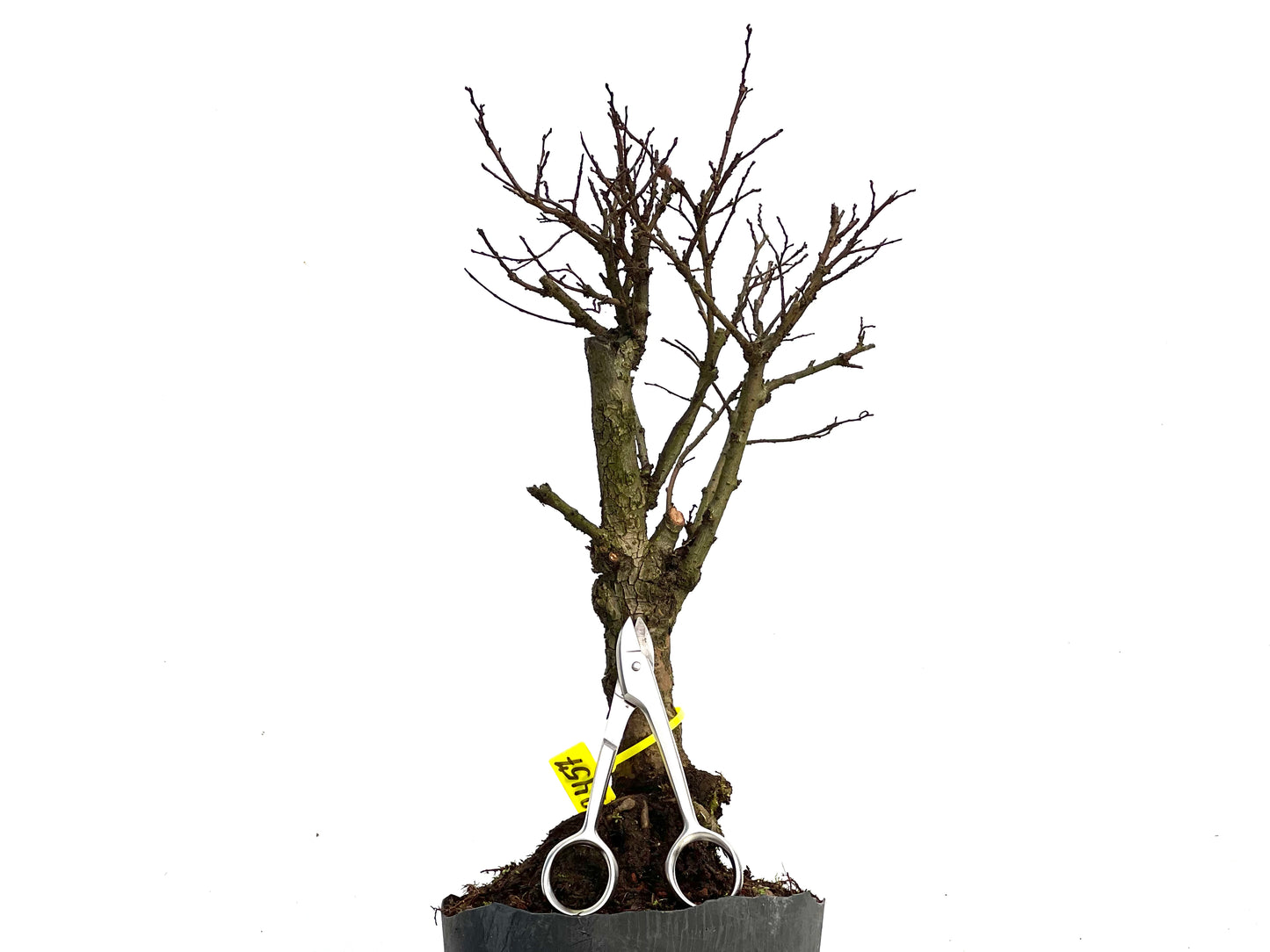 Olmo Nire Keyaki 3457