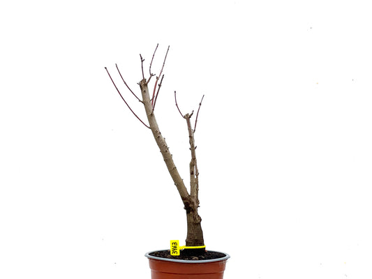 Acer Ginnala 3463