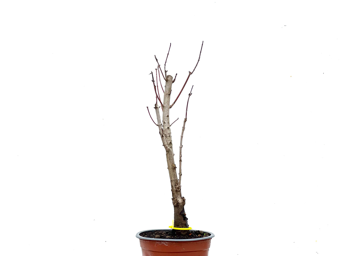 Acer Ginnala 3463
