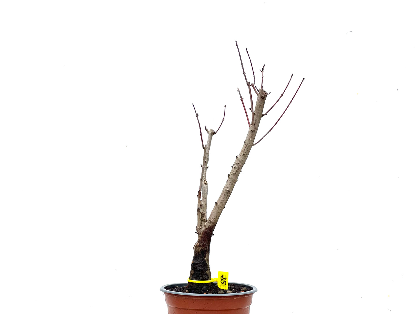Acer Ginnala 3463