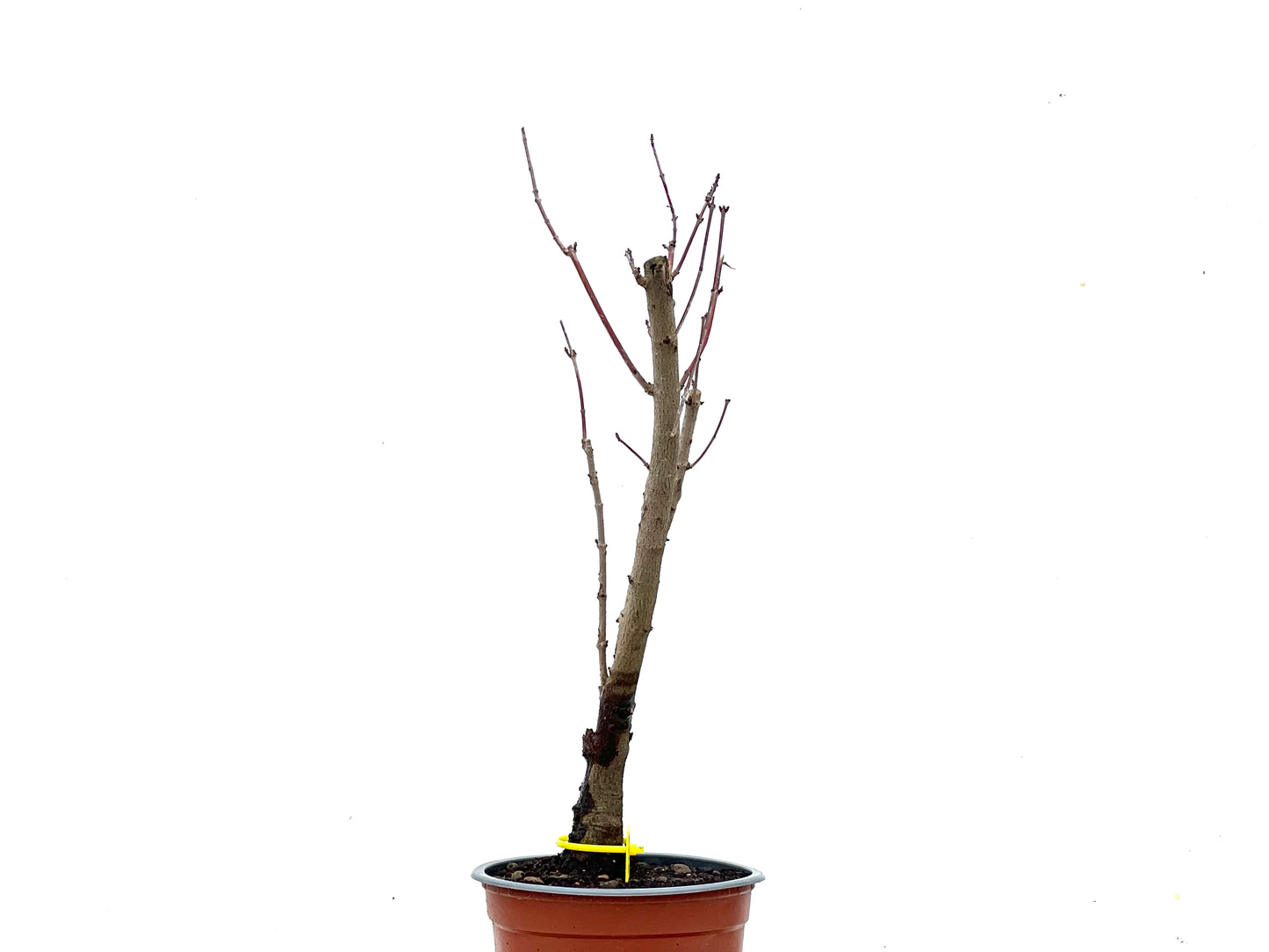 Acer Ginnala 3463