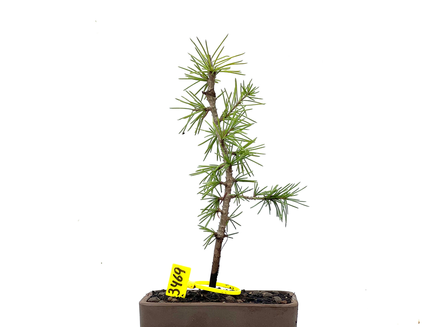 Cedrus Atlantica 3469