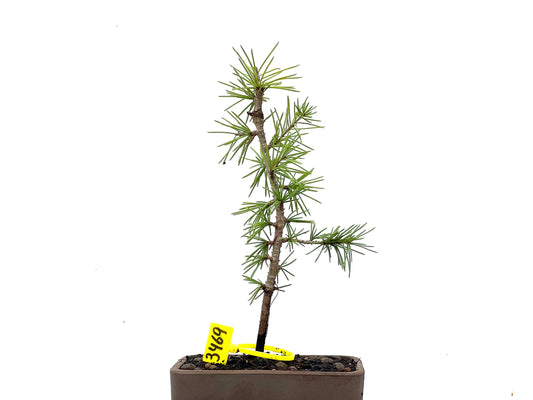 Cedrus Atlantica 3469
