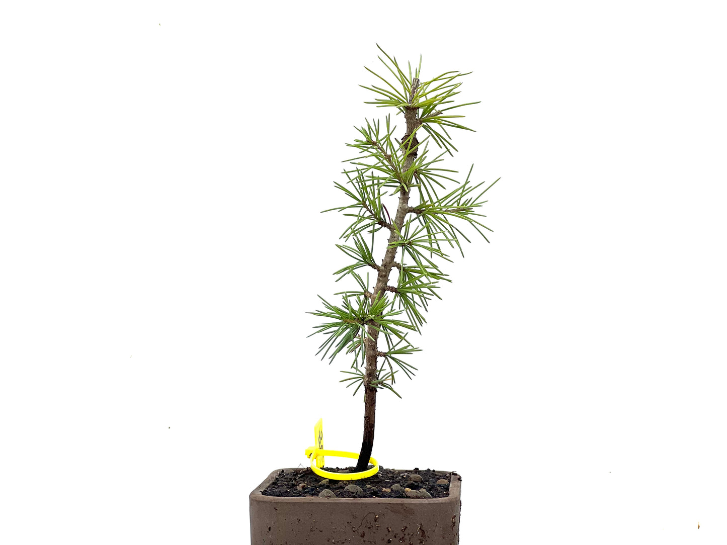 Cedrus Atlantica 3469