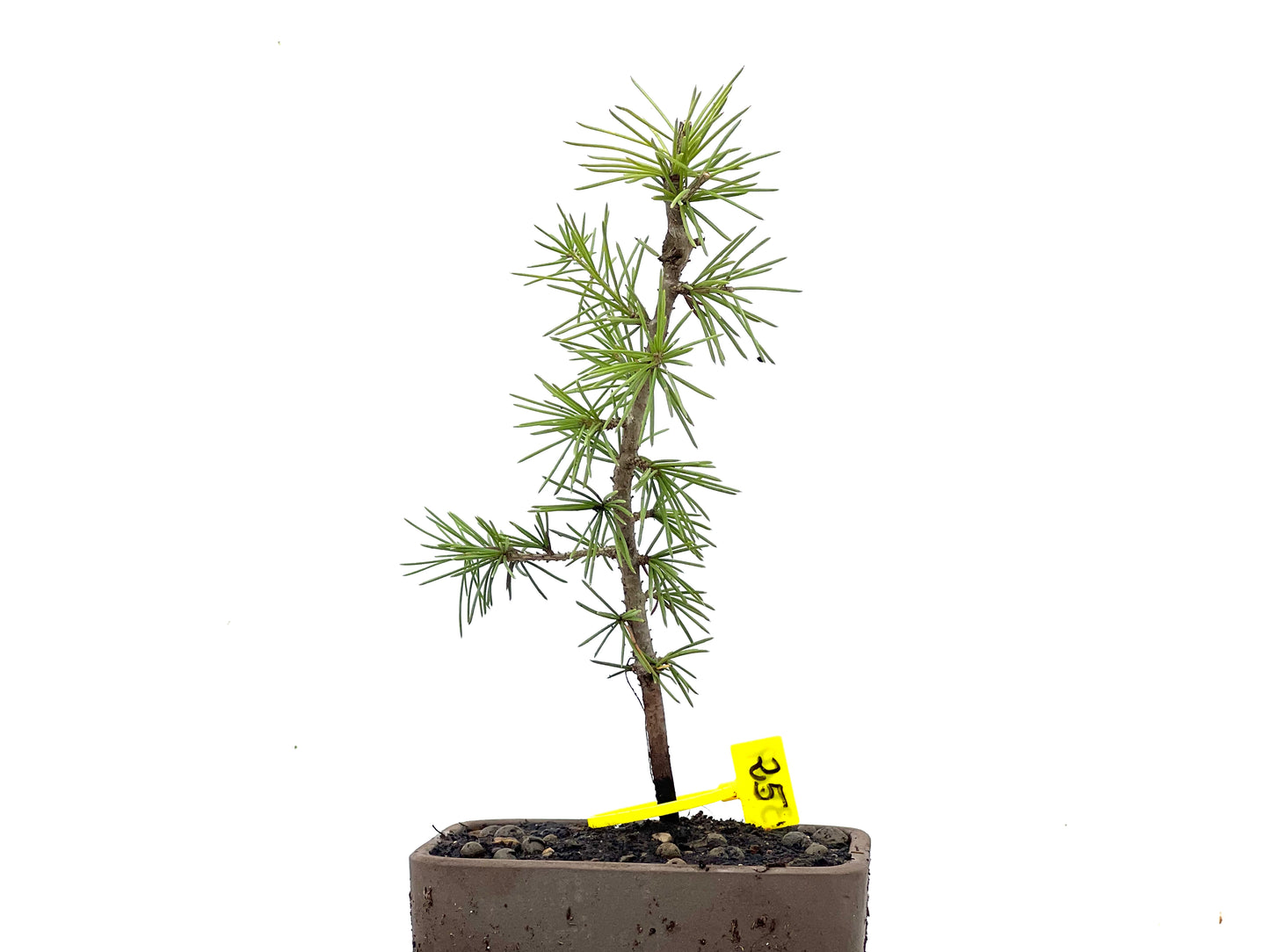 Cedrus Atlantica 3469