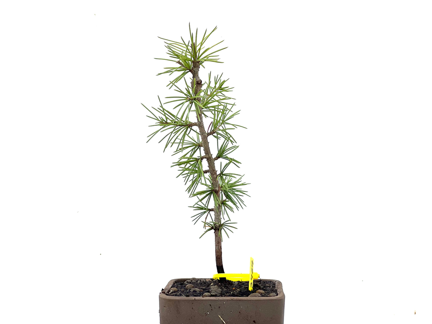 Made In USA | Cedarwood Essential Oil - Foto 3