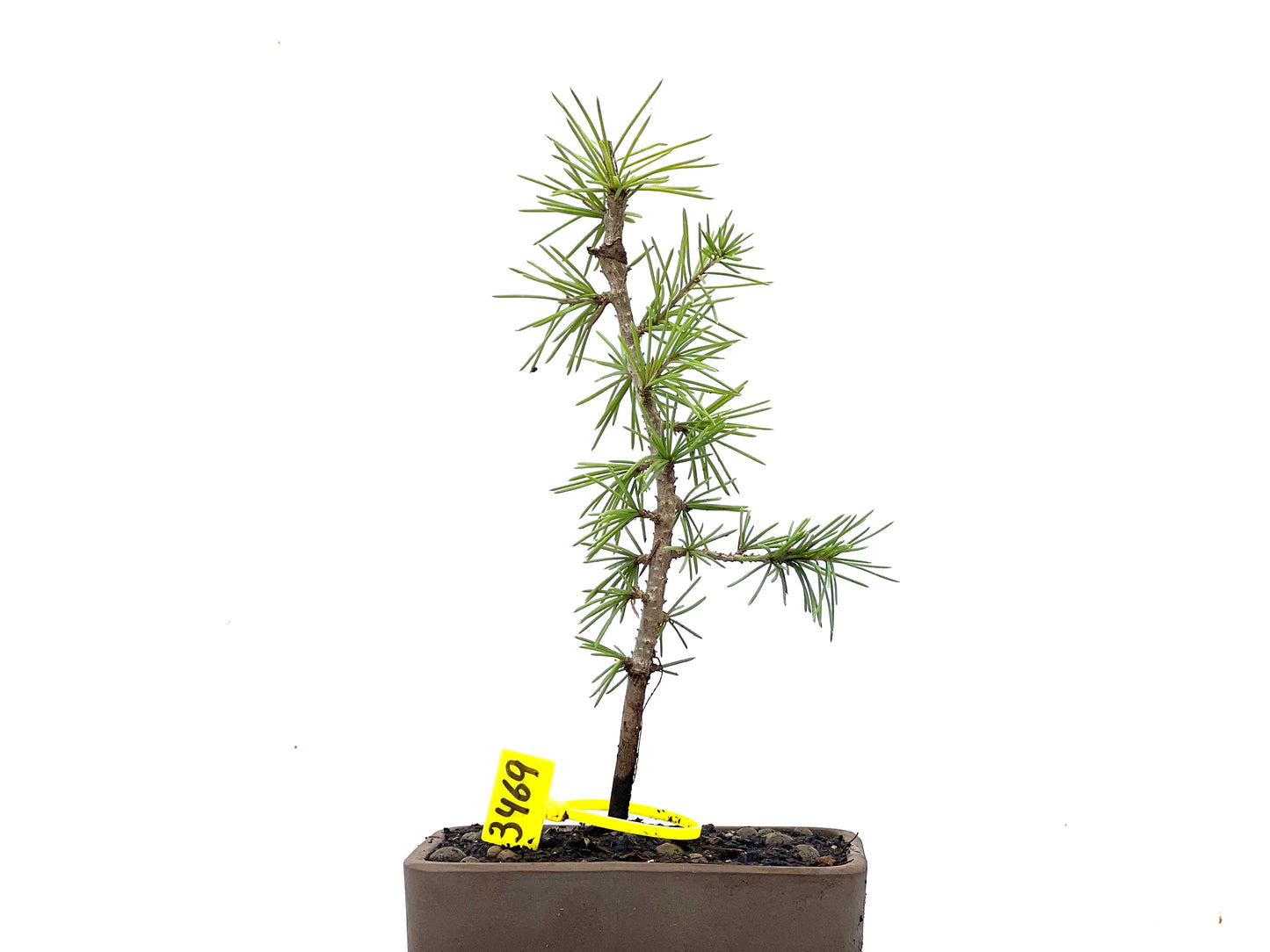 Cedrus Atlantica 3469