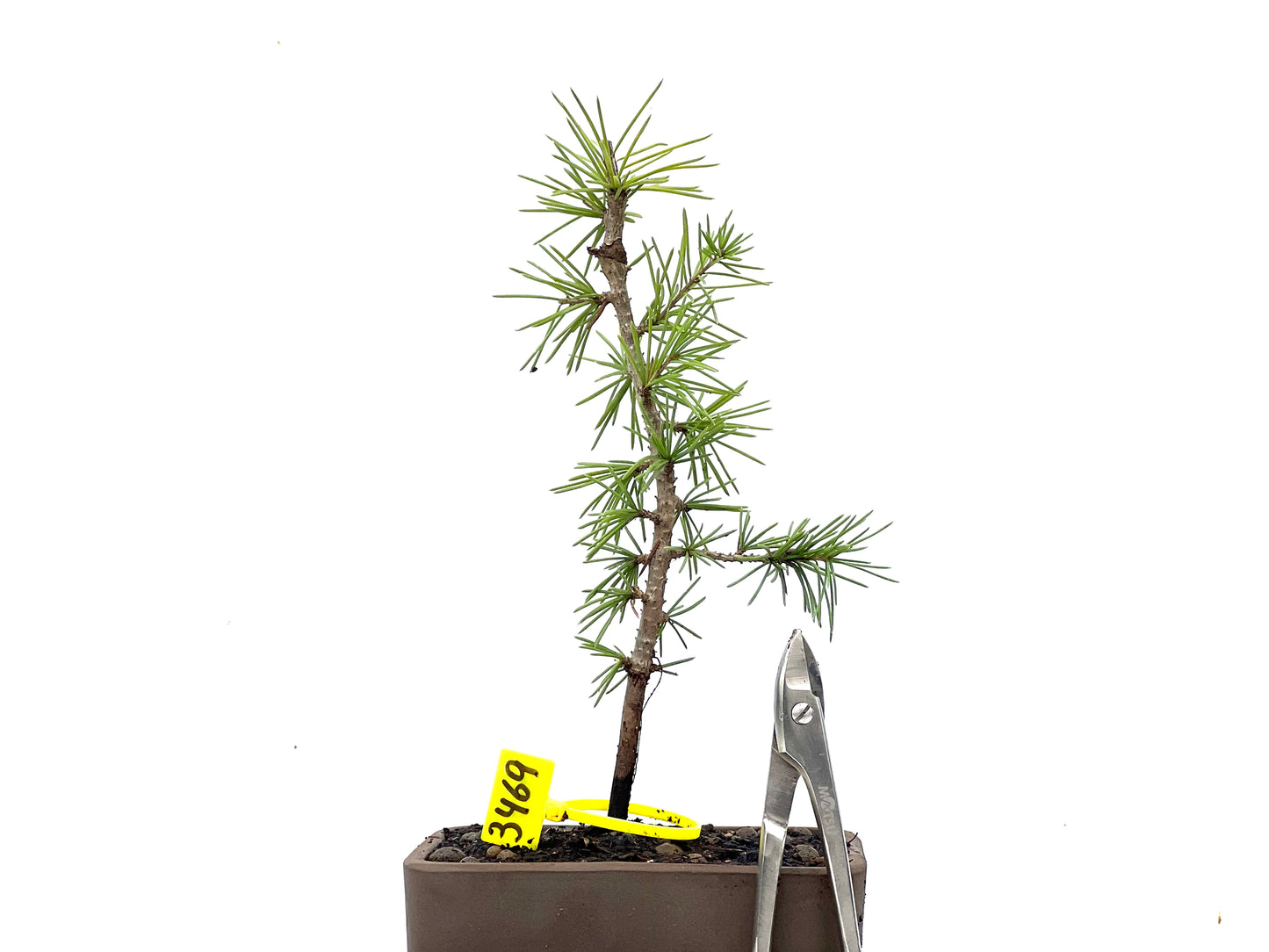 Cedrus Atlantica 3469