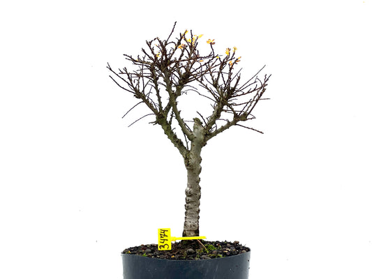 Ulmus Hokkaido 3474