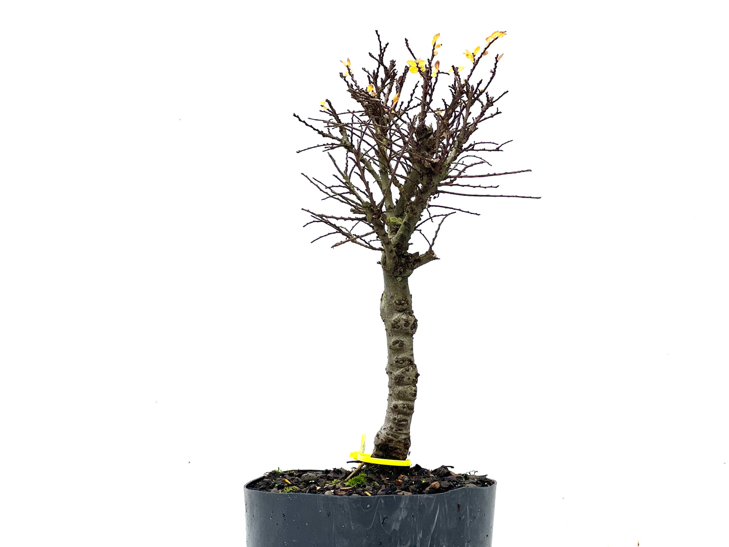 Ulmus Hokkaido 3474