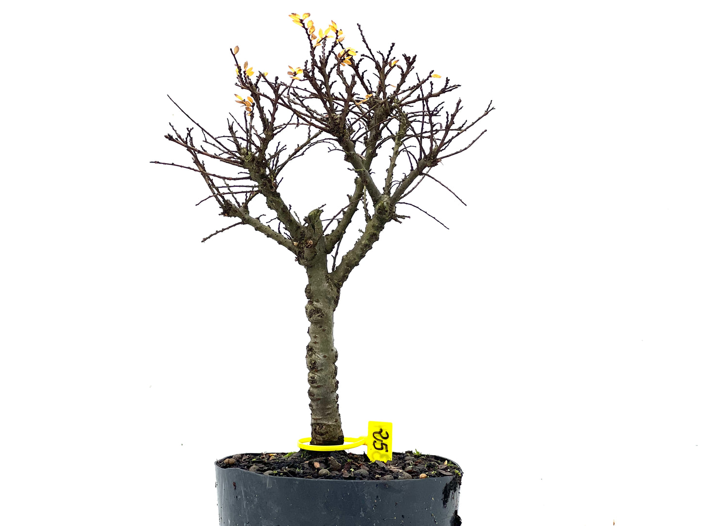 Ulmus Hokkaido 3474