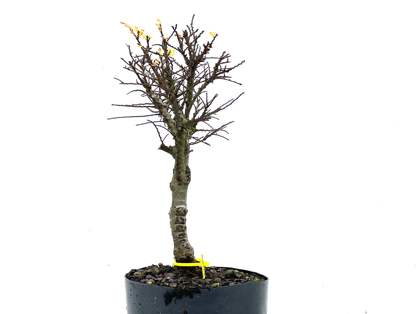 Ulmus Hokkaido 3474