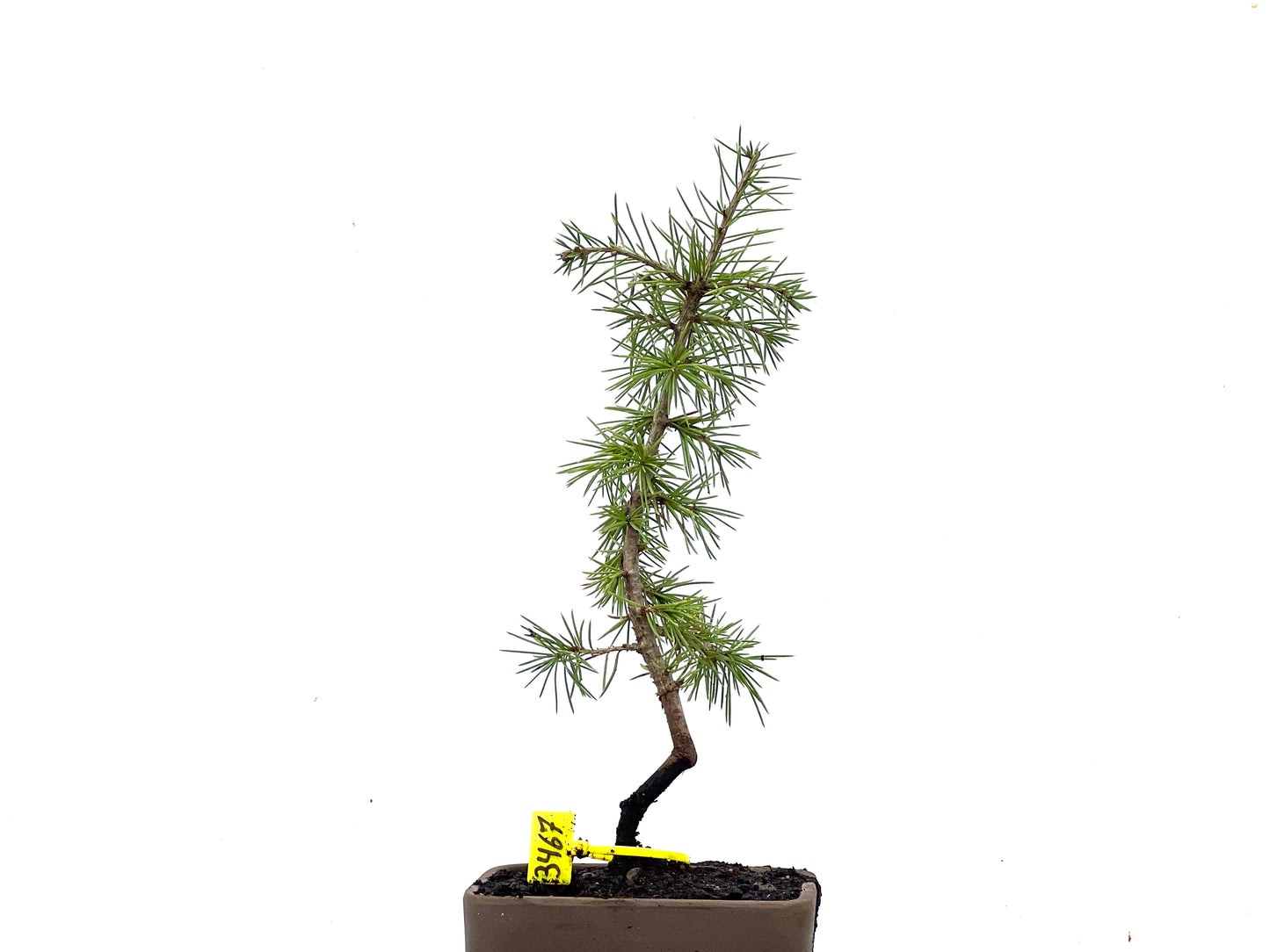 Cedrus Atlantica 3467