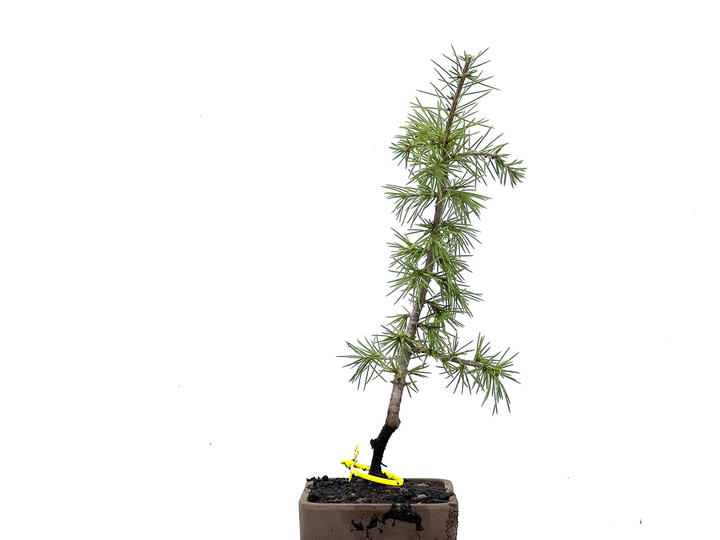 Cedrus Atlantica 3467