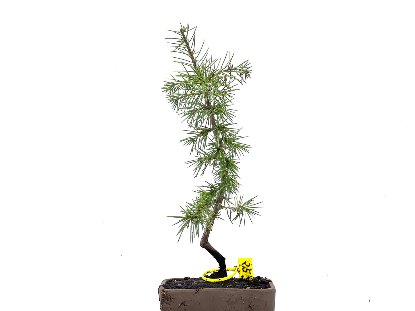Cedrus Atlantica 3467
