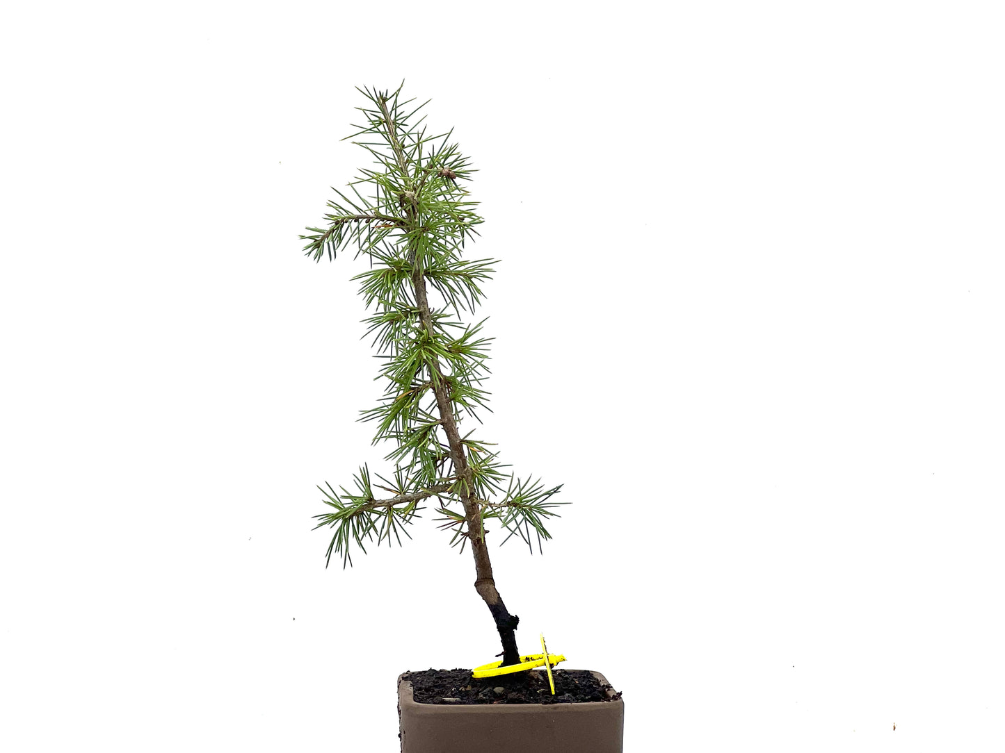 Cedrus Atlantica 3467