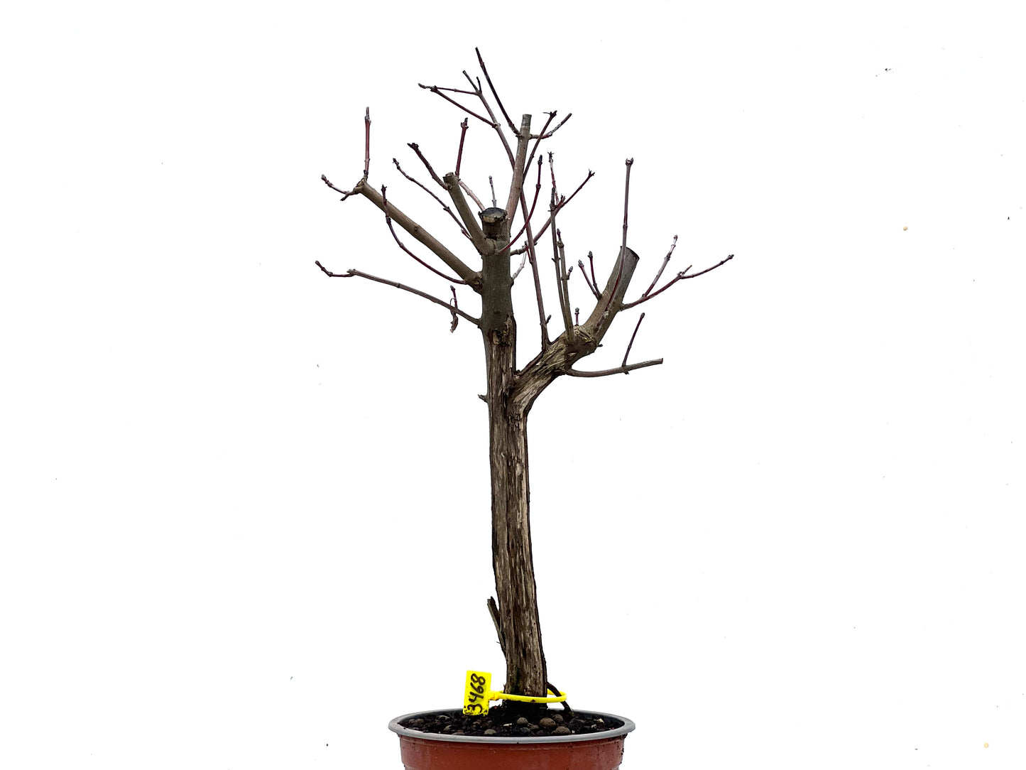 Acer Ginnala 3468