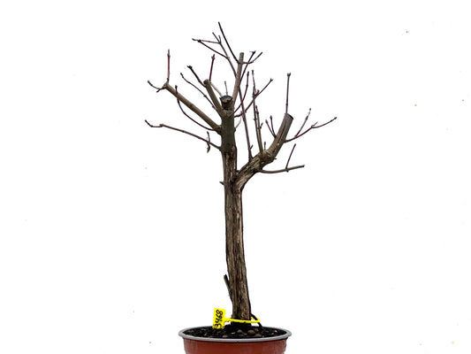 Acer Ginnala 3468