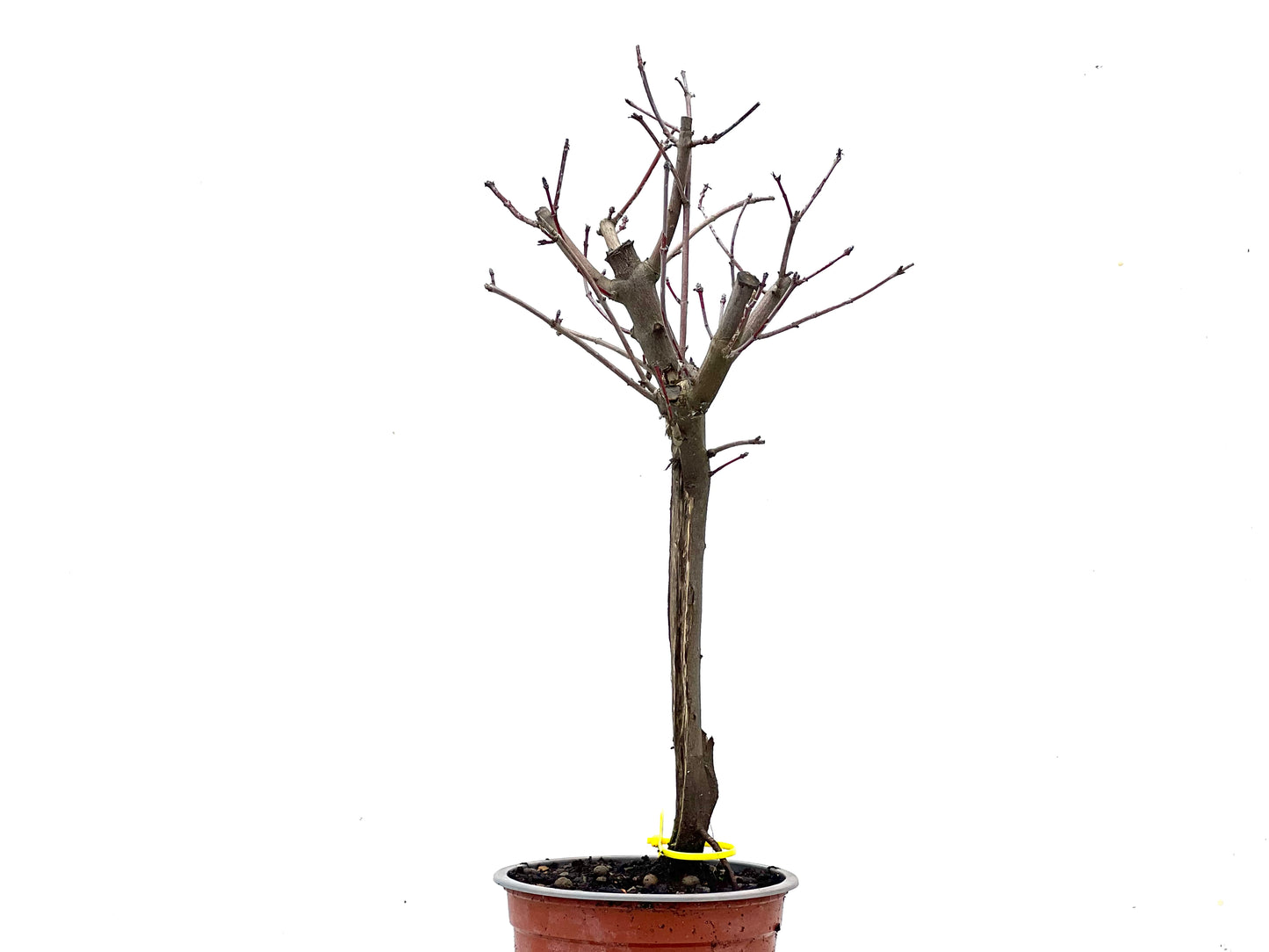 Acer Ginnala 3468