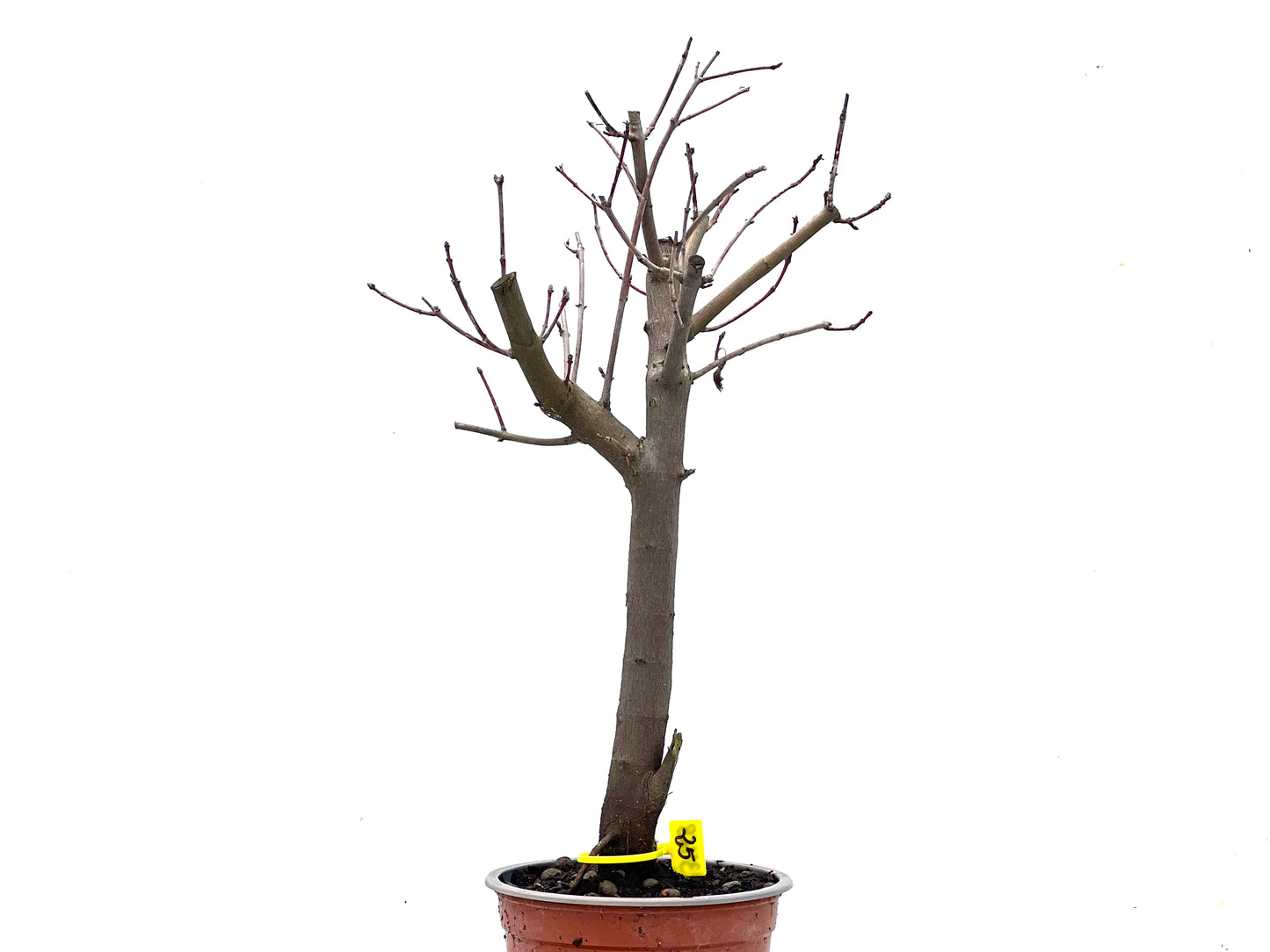 Acer Ginnala 3468
