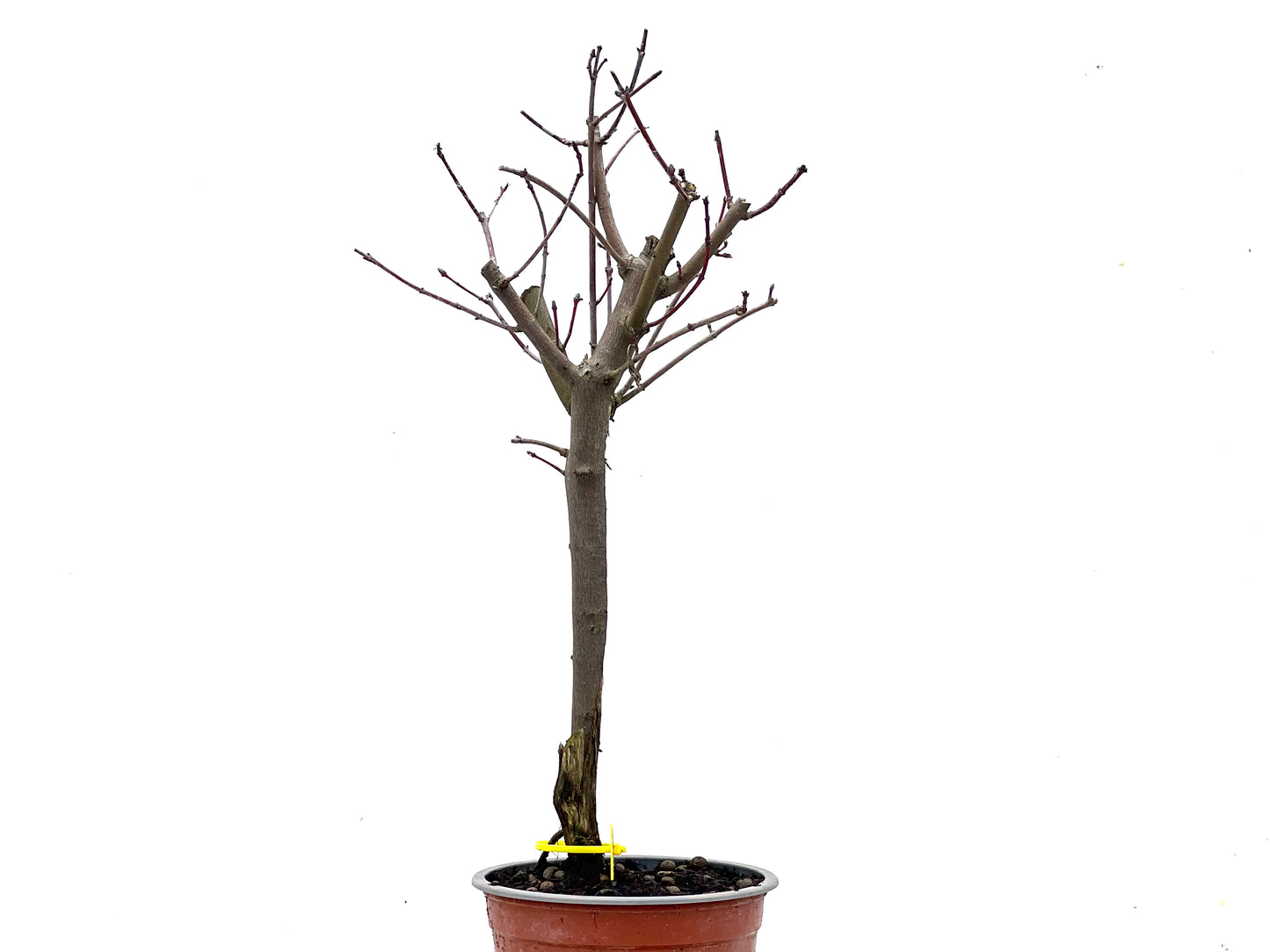Acer Ginnala 3468
