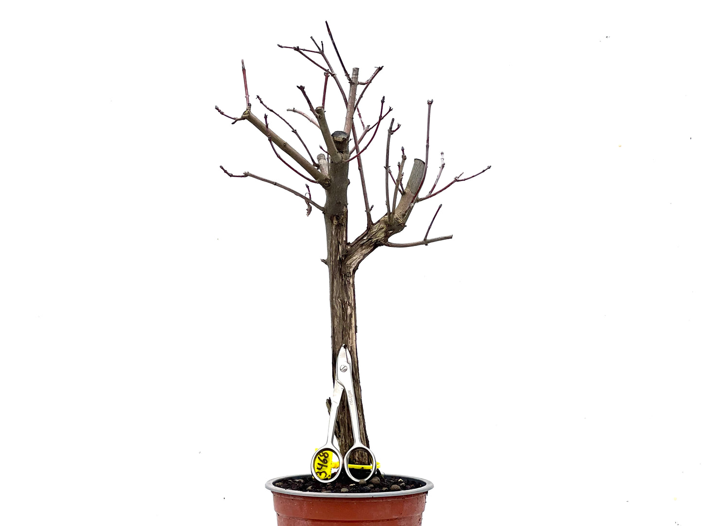 Acer Ginnala 3468