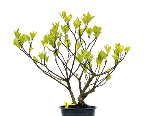Gardenia Jasminoide 3461